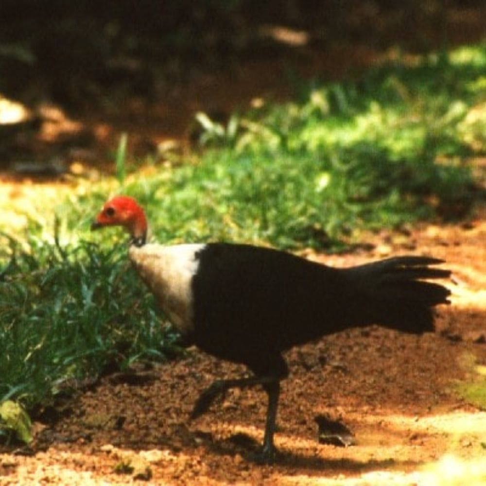 Guinea White Breasted hen walking