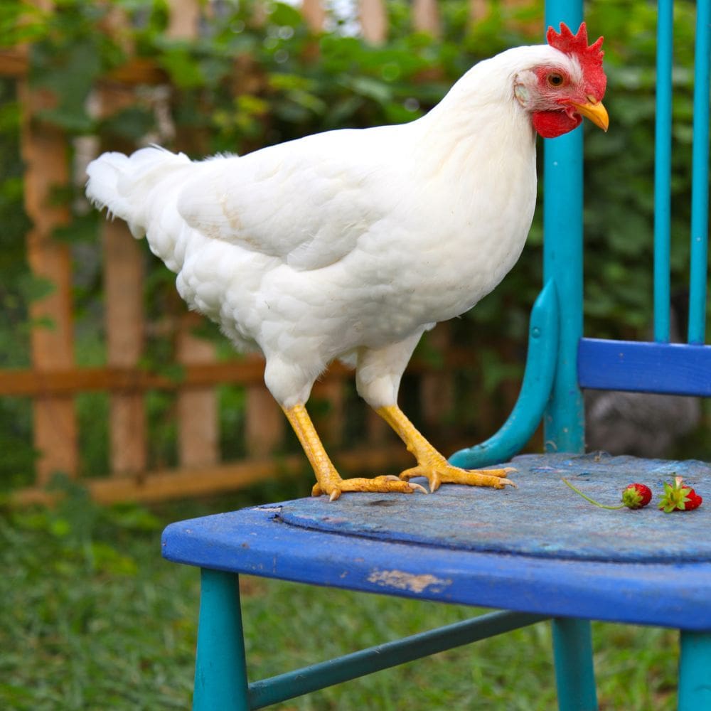 Leghorn Chicken standing on a bright blue chair with two strawberries