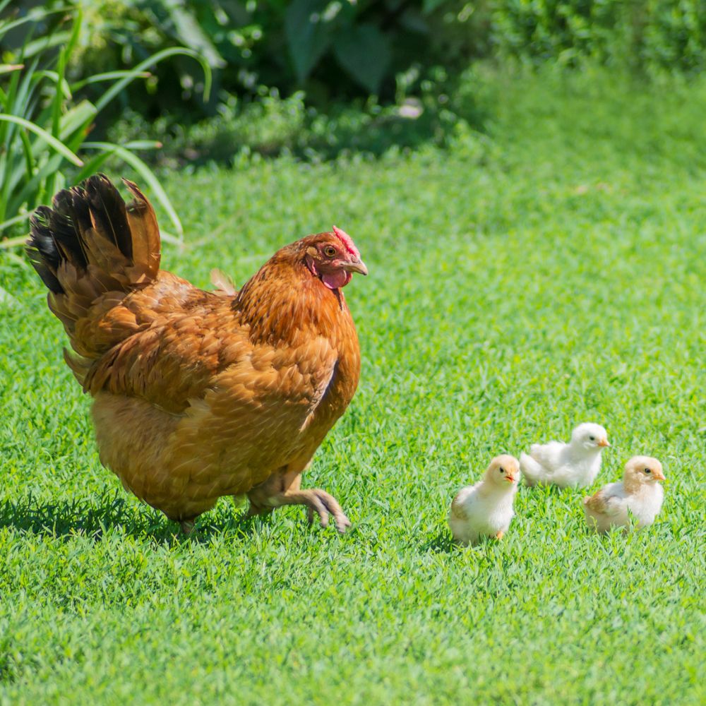 New Hampshire hen with chicks on green grass