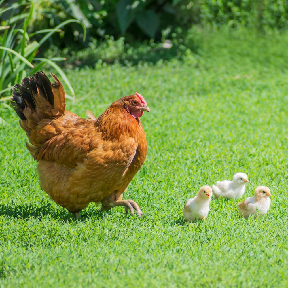 New Hampshire Chickens Fast Growing Superstars Pampered Chicken   New Hampshire Min 