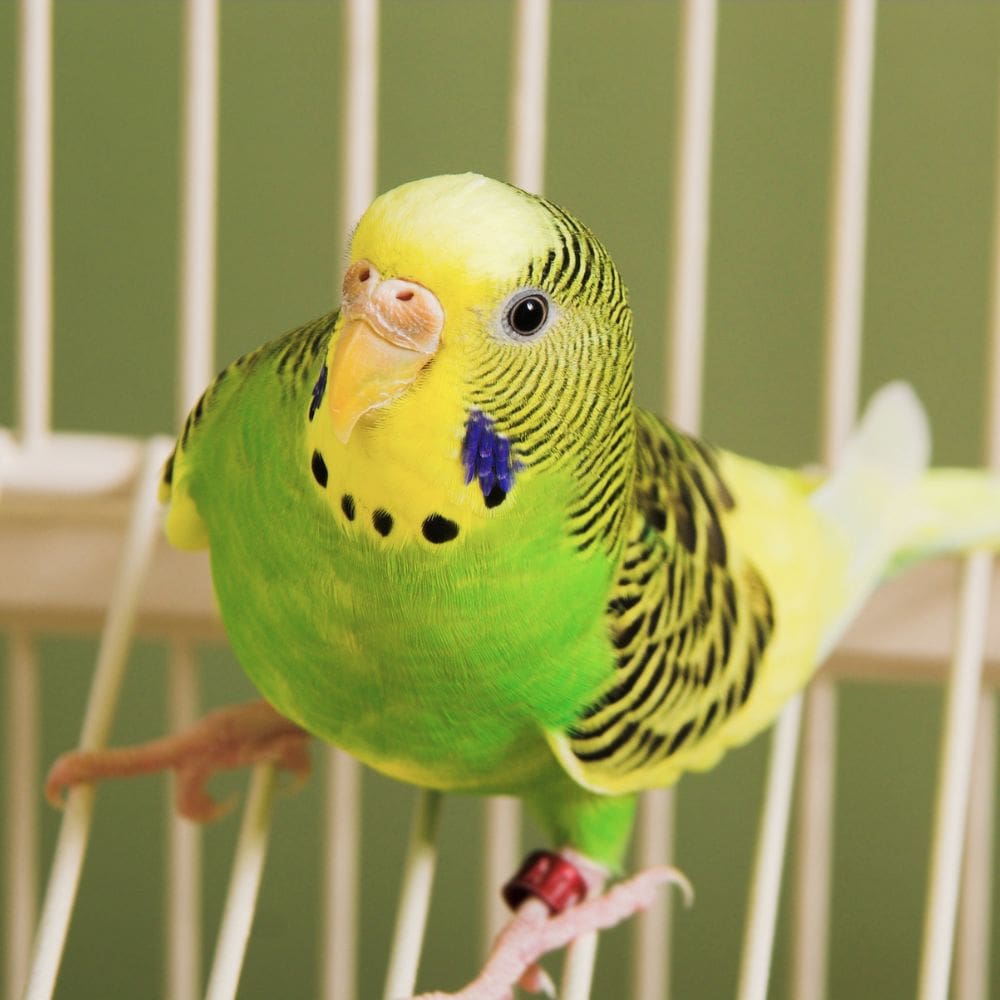 Green and yellow parakeet in a cage