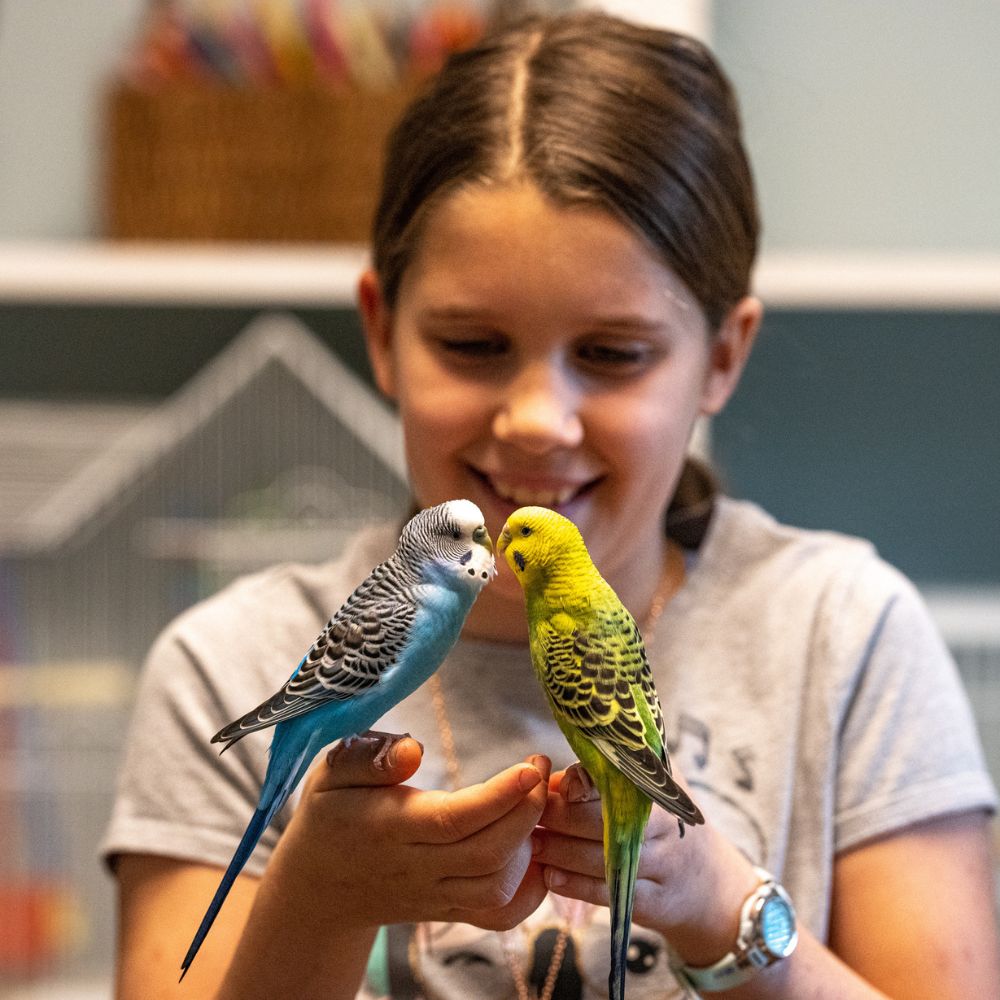 Girl holding two parakeets that appear to be kissing