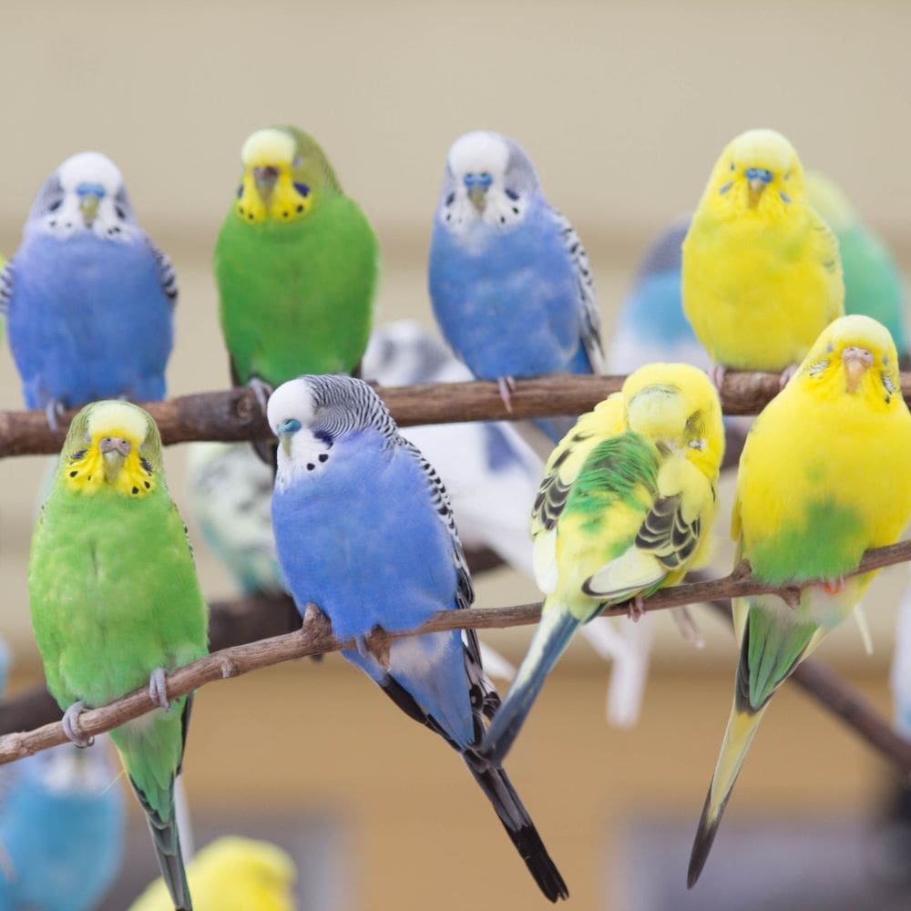 A whole group of parakeets perched on tree branches with blurred background