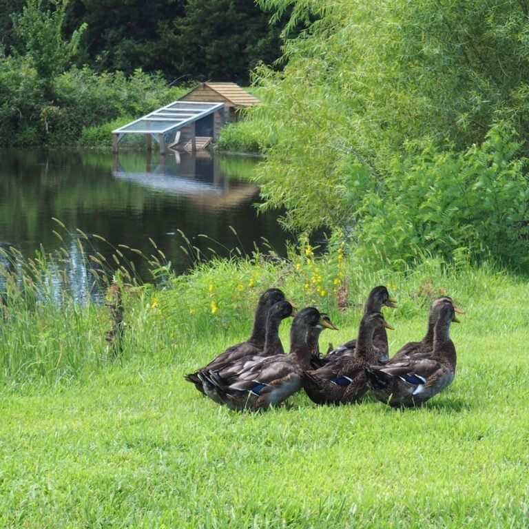 Group of Rouen ducks waddling through grass with pond and duck house in background
