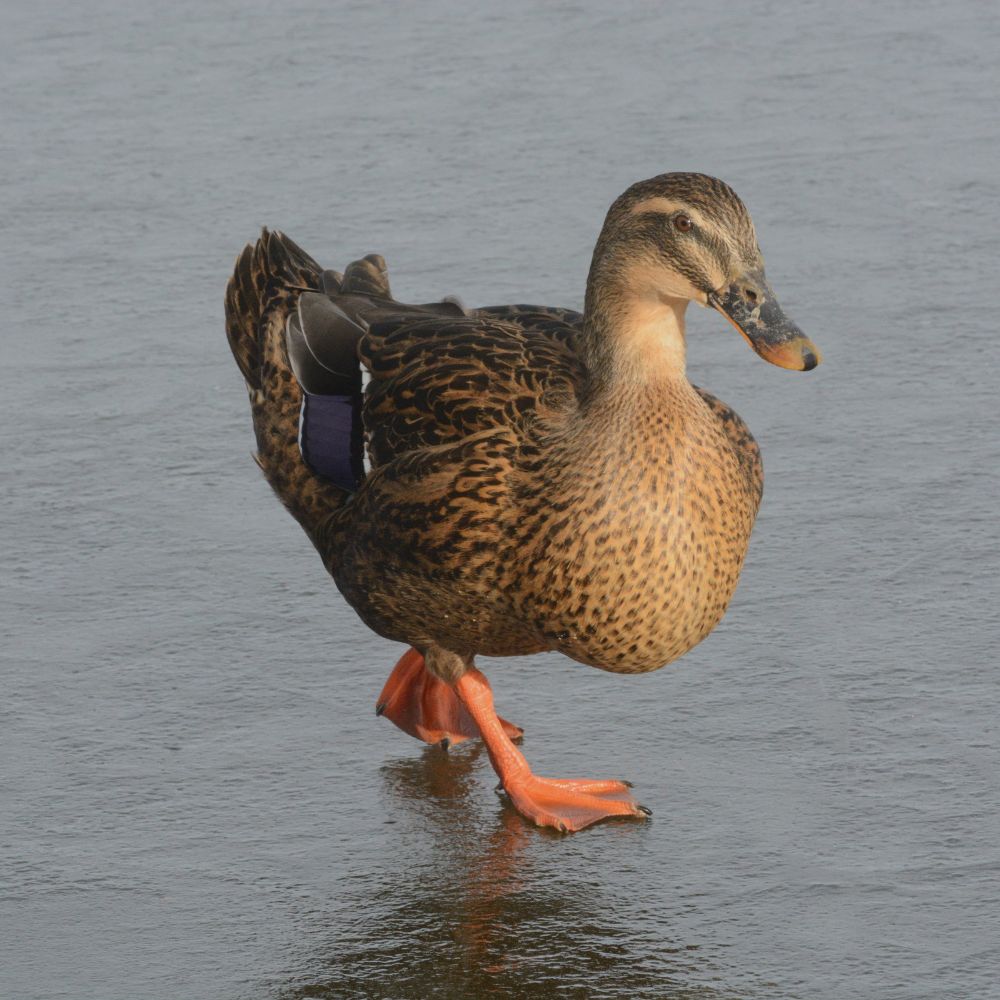 Rouen hen walking on a frozen pond