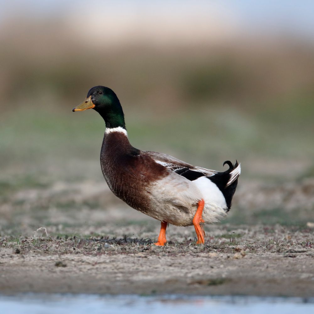 Rouen male duck standing on pond shore