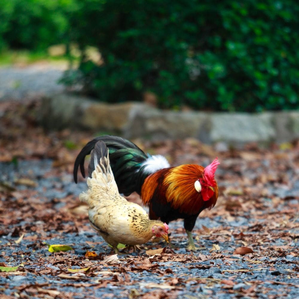 Serama chicken couple pecking at the ground