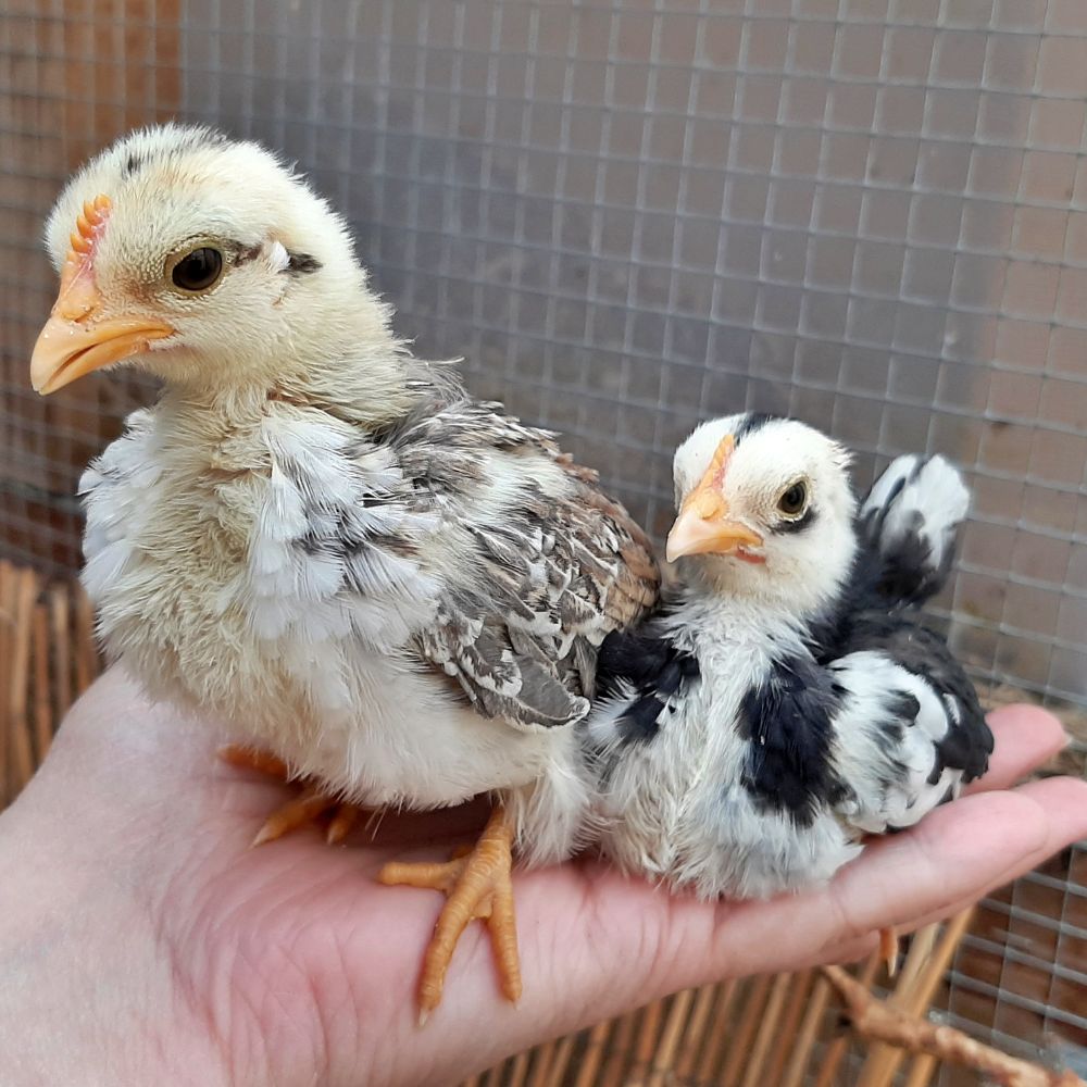 Serama chicks sitting on a hand