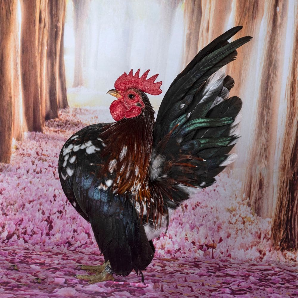 Bantam breed chicken. The Serama (Malay: Ayam Serama) Stock Photo