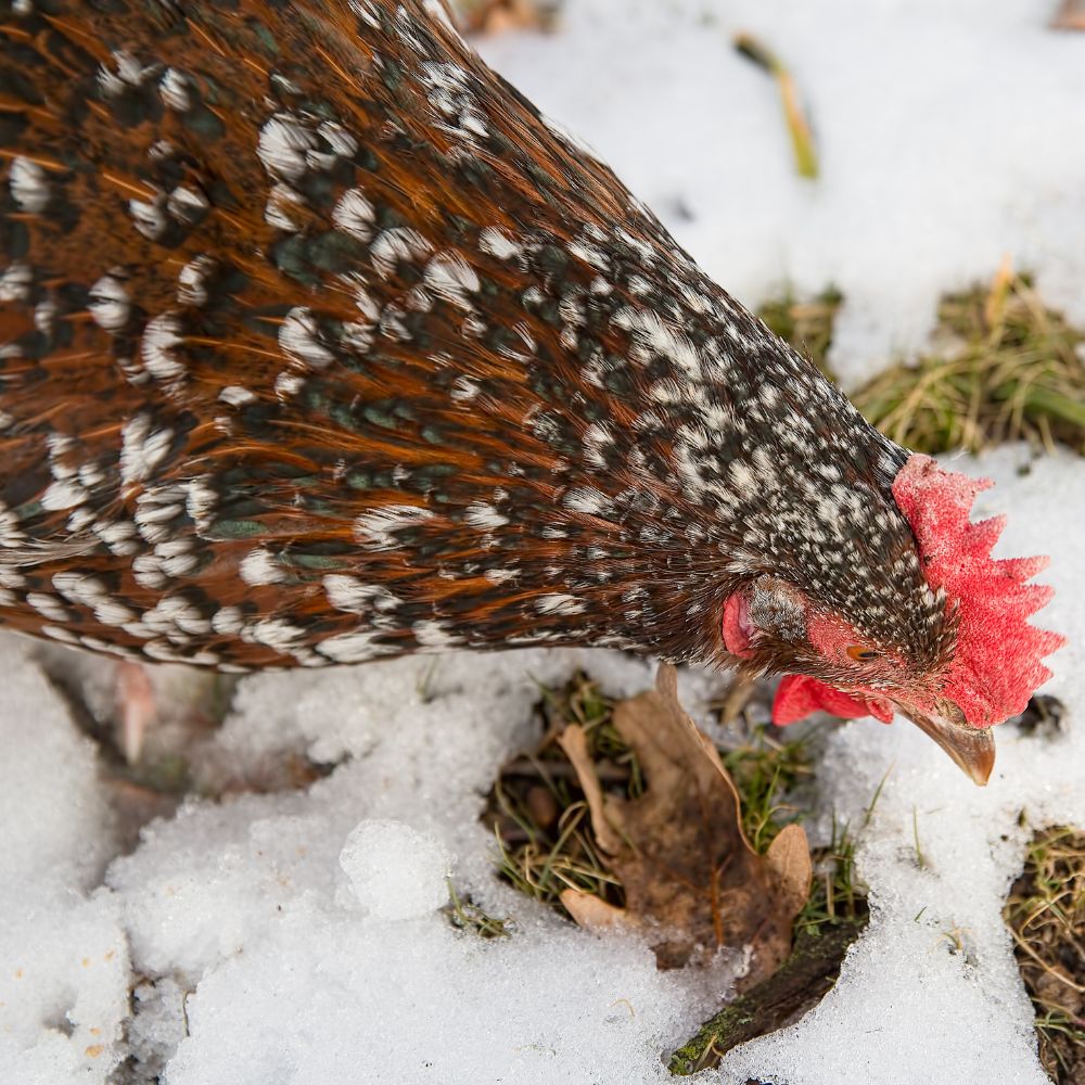 Speckled Sussex up close pecking at snow covered ground