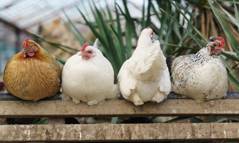 Four chickens perched on a wooden fence