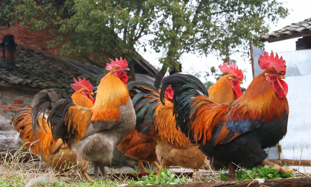 Bachelor flock of roosters standing on grass and weeds with building in background