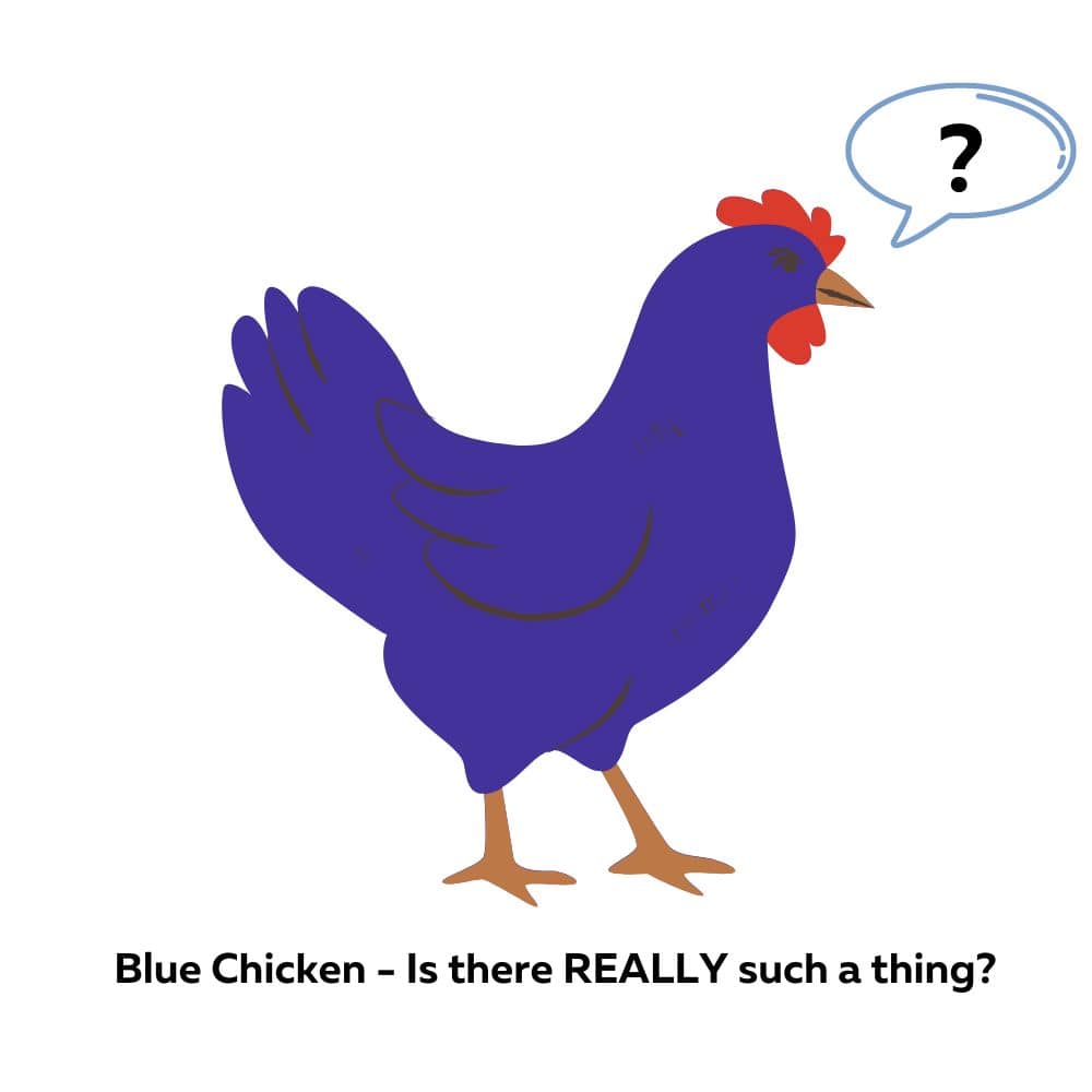 Cartoon of cobalt blue chicken
