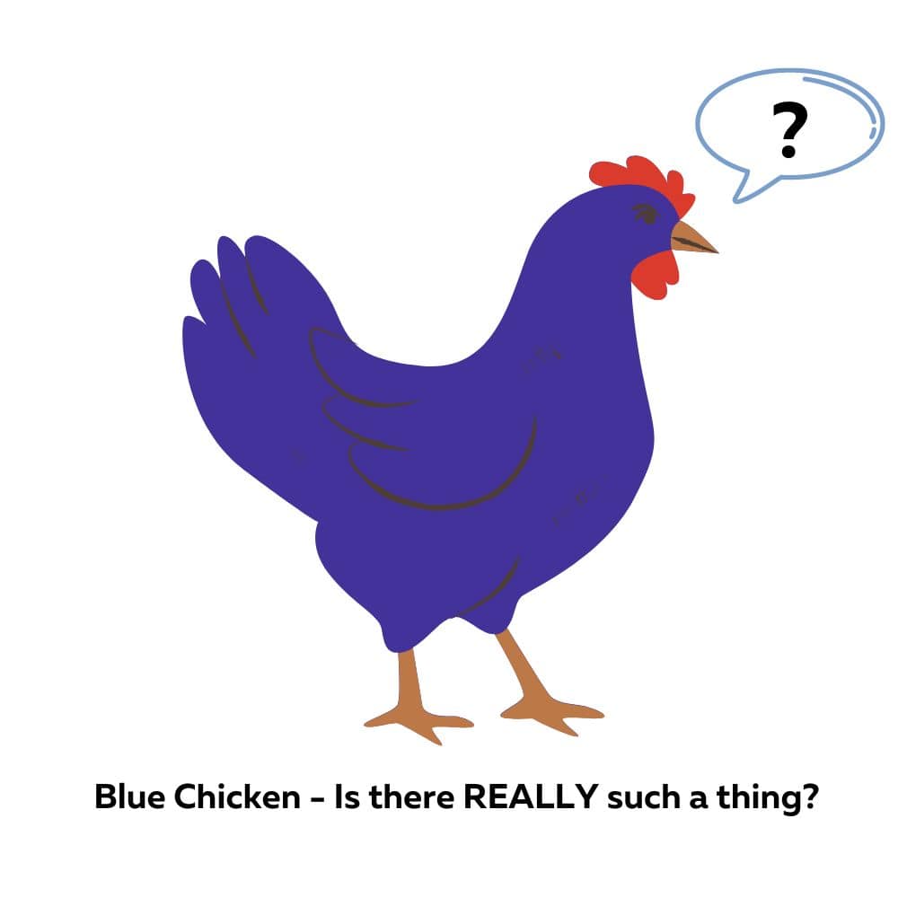 Chicken Clipart-rooster with blue feathers