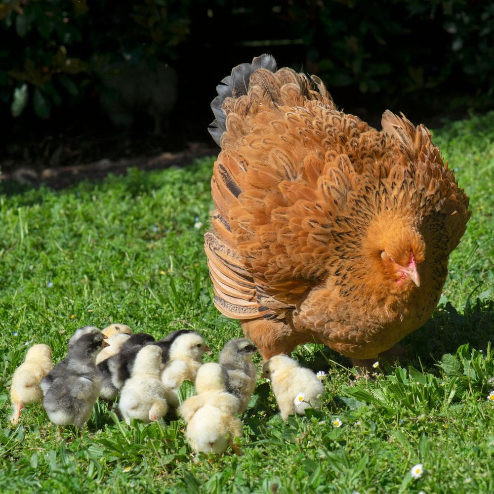Brahma hen with a whole brood of young chicks in grass