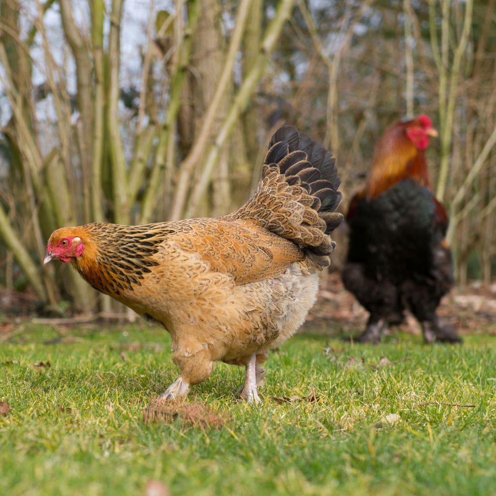 Brahma hen with rooster blurred in background all on grassy field