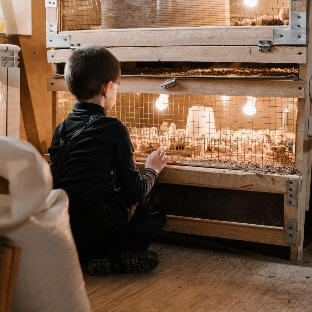 Child sitting next to a brooder full of chicks