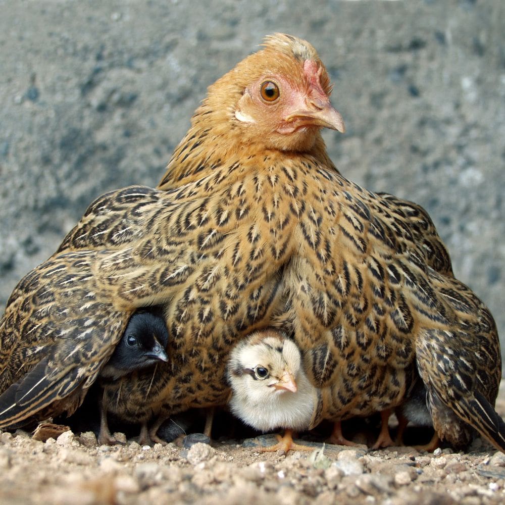 Hen with freshly hatched chicks under her wings