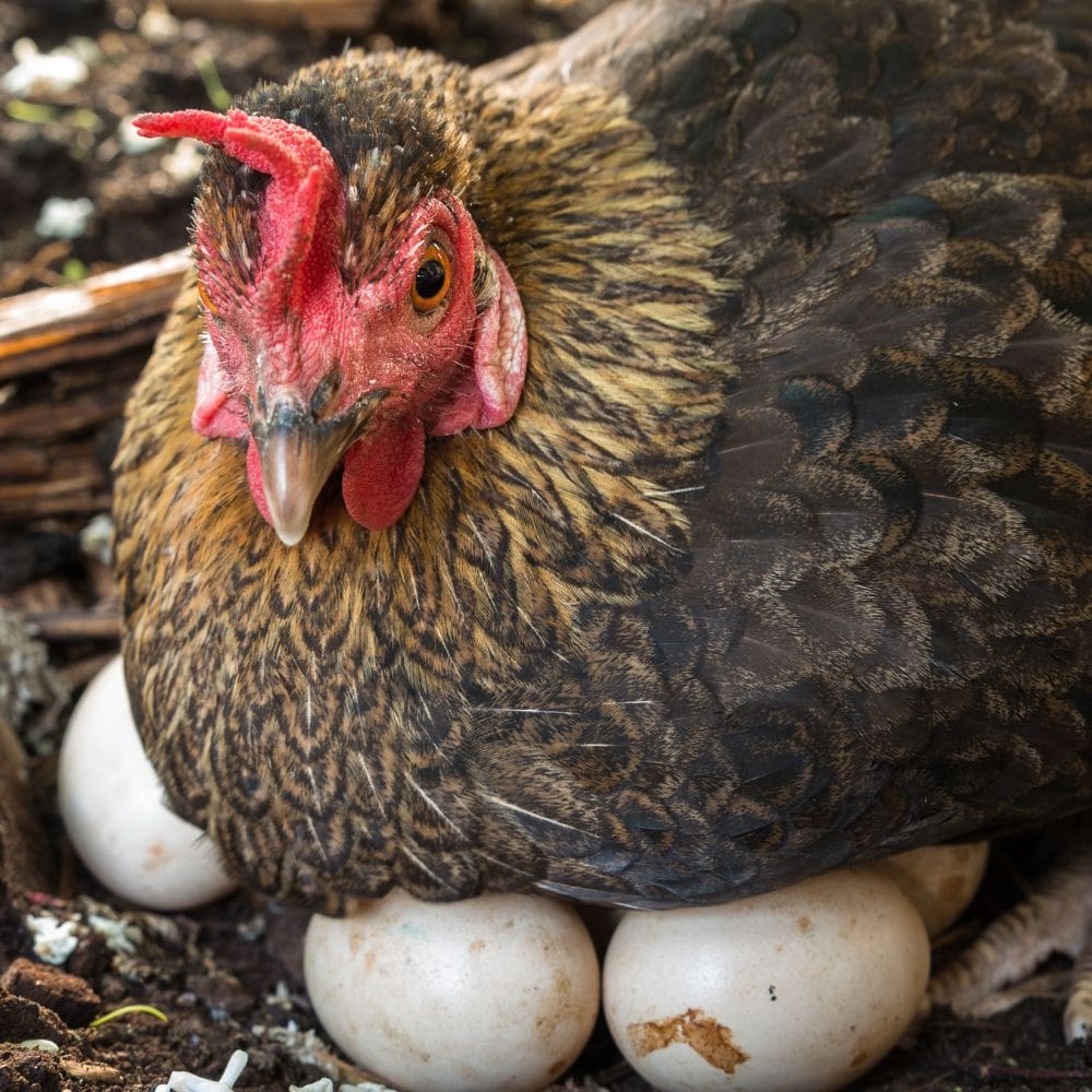 Broody hen sitting on eggs