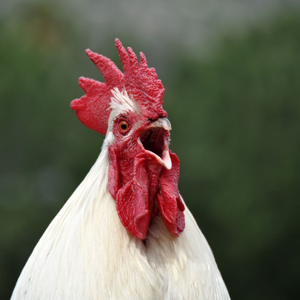 Up close head shot of rooster crowing