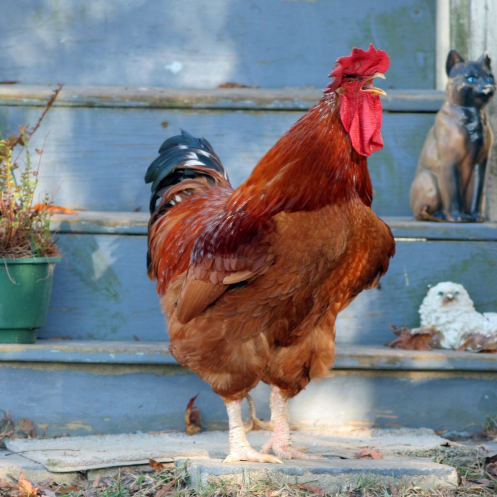 Rooster vs. Hen: Know Before They Crow - Backyard Poultry