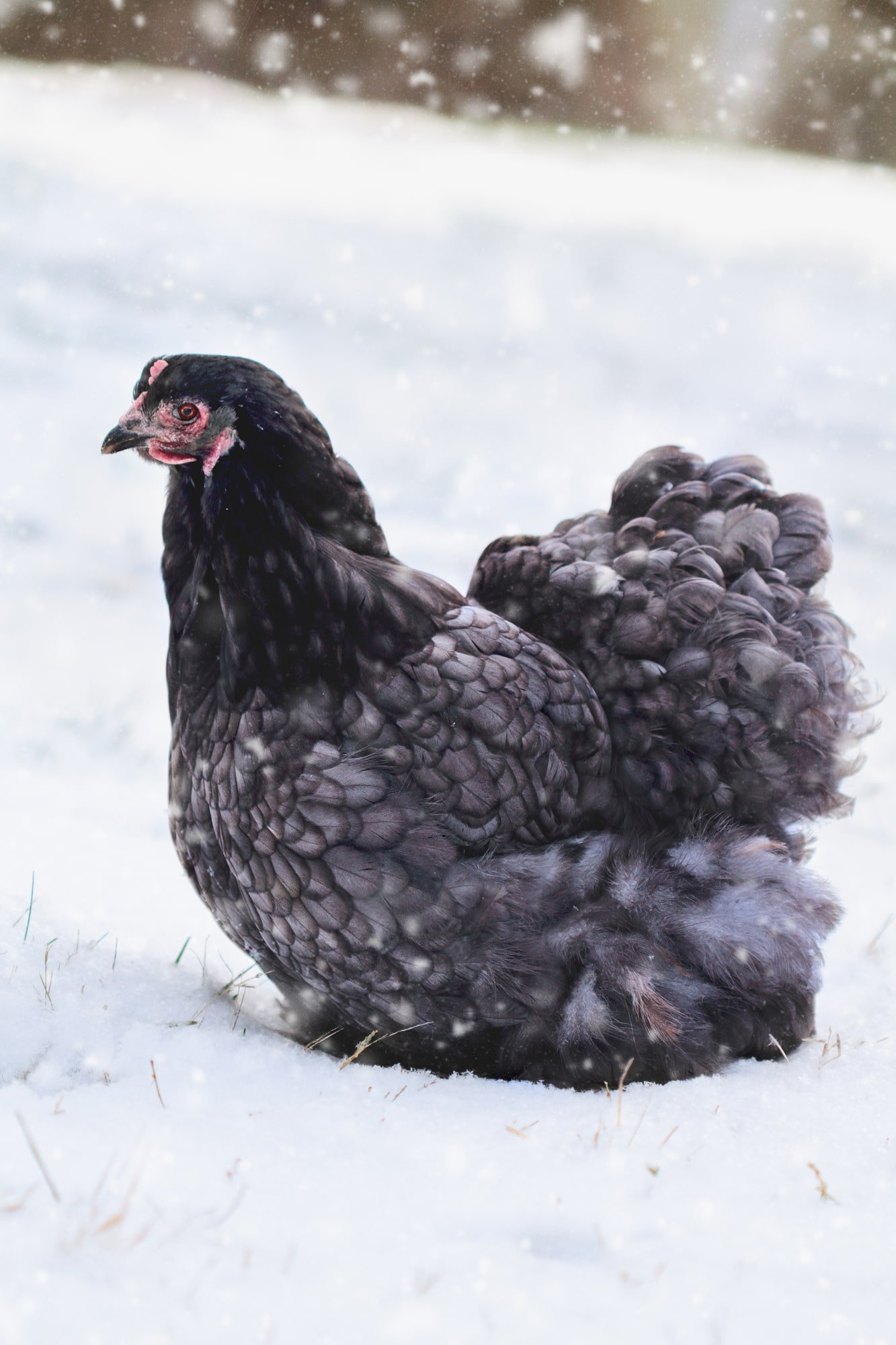 Blue chicken sitting in snow