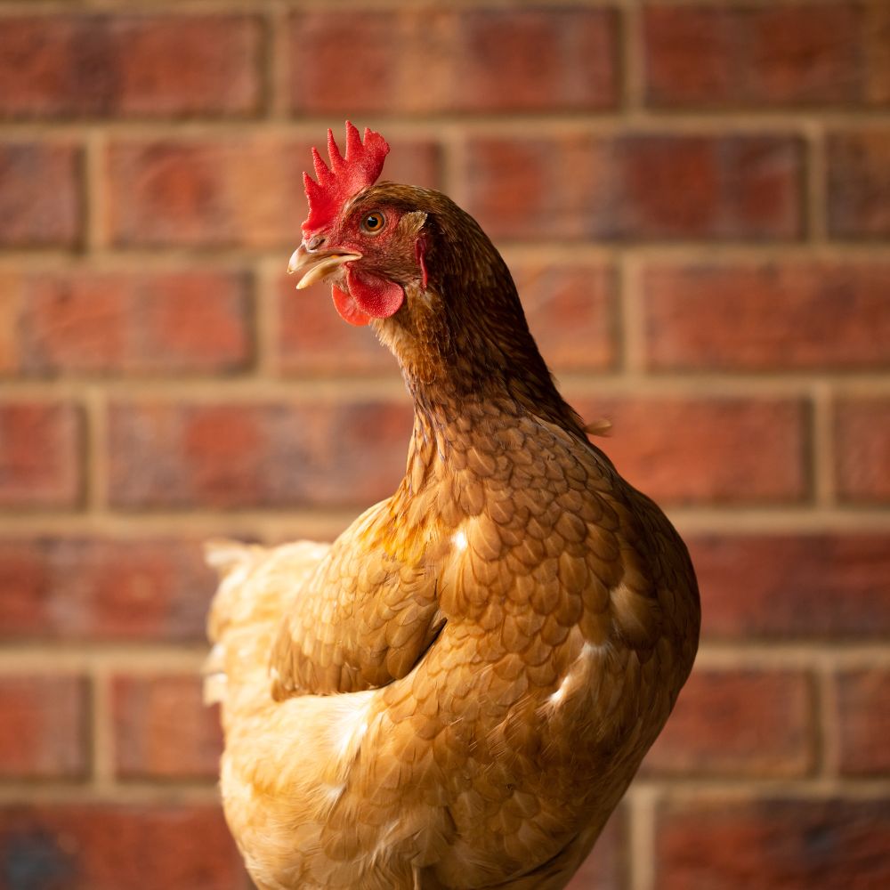 ISA Brown chicken standing in front of a red brick background