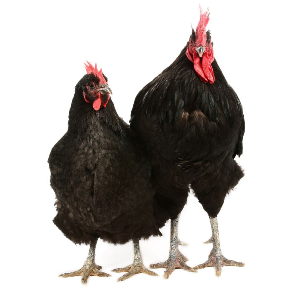 Black Jersey Giant Chicken