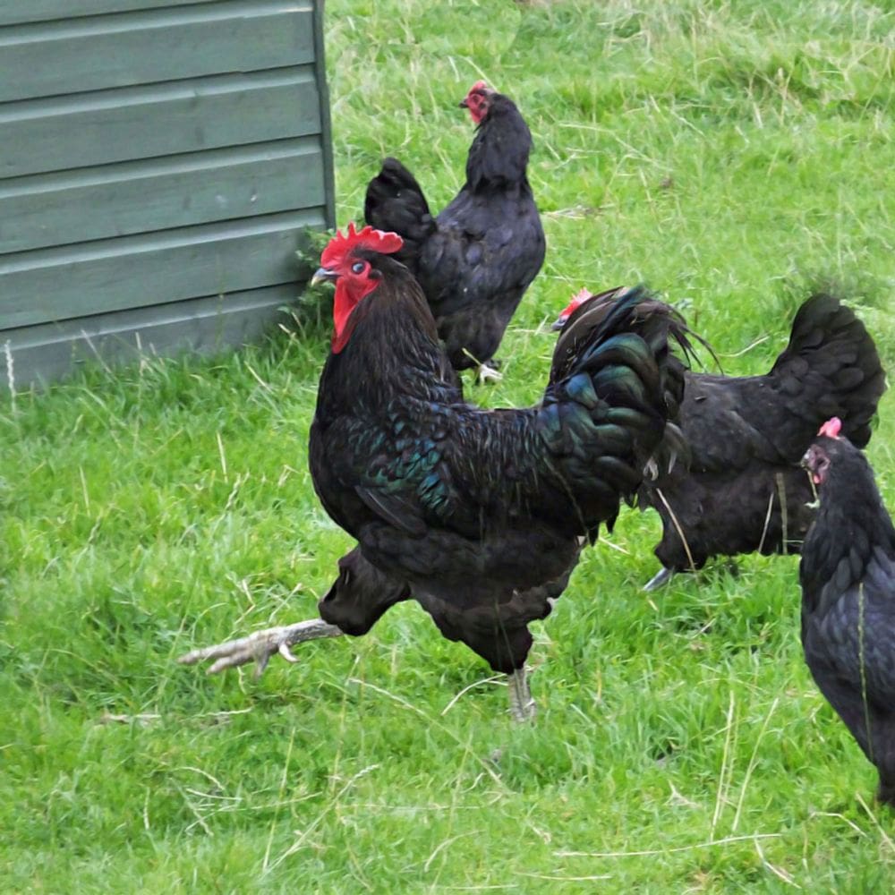 Jersey Giant Rooster happily marching along on green grass