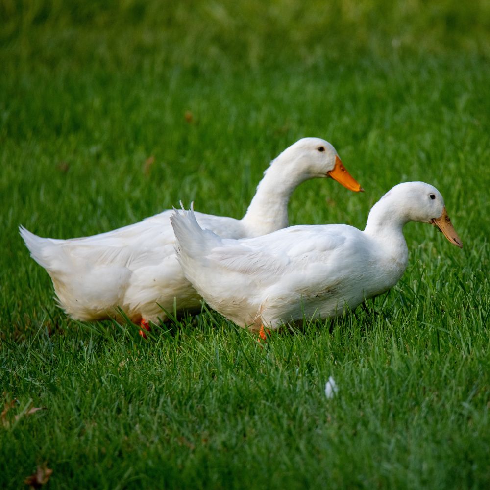 Pekin ducks walking in green grass