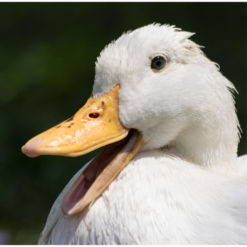 Pekin duck up close looking bright eyed and happy