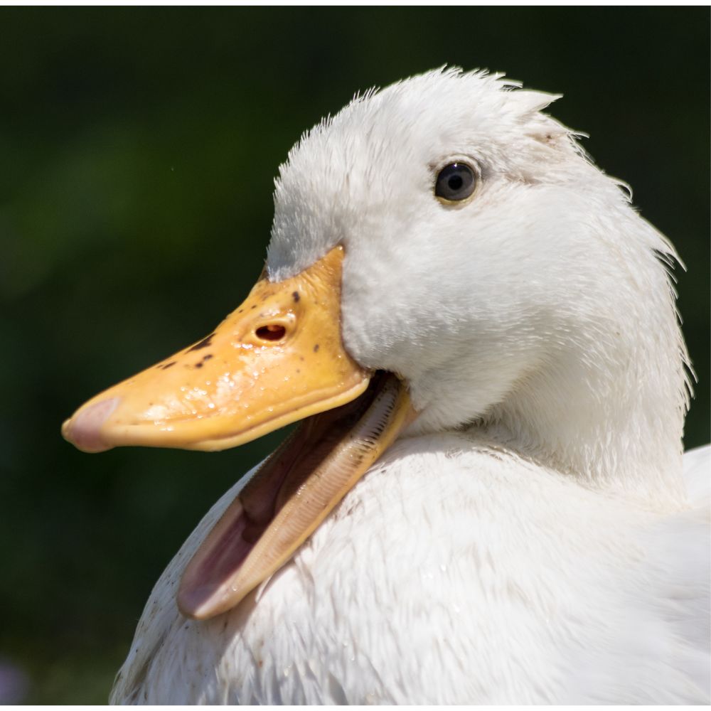 Pekin Duck Egg Production