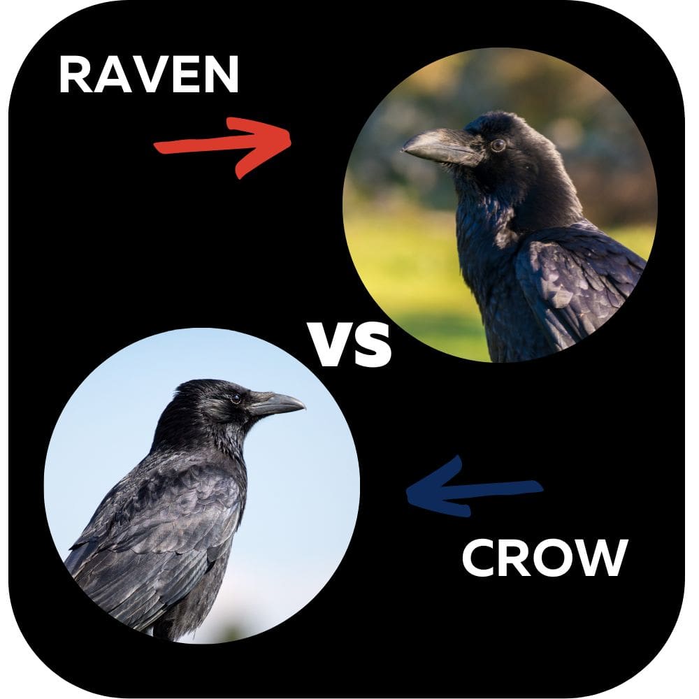 Raven VS Crow photos of both types of birds