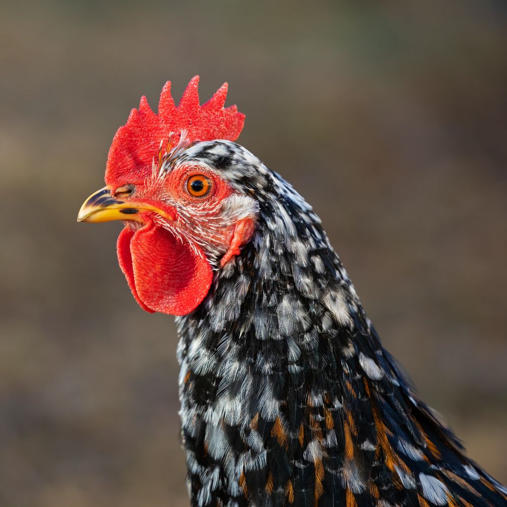 Swedish Flower Hen upclose head shot