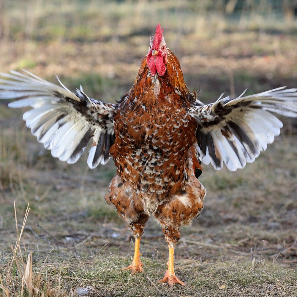 Swedish Flower Hen Rooster spreading his wings out wide