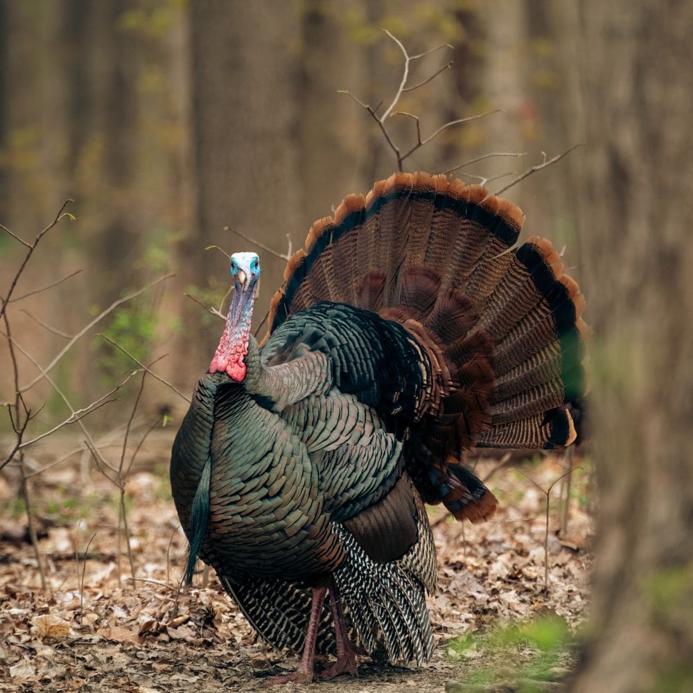 Turkey proudly standing with blurred background of wooded area