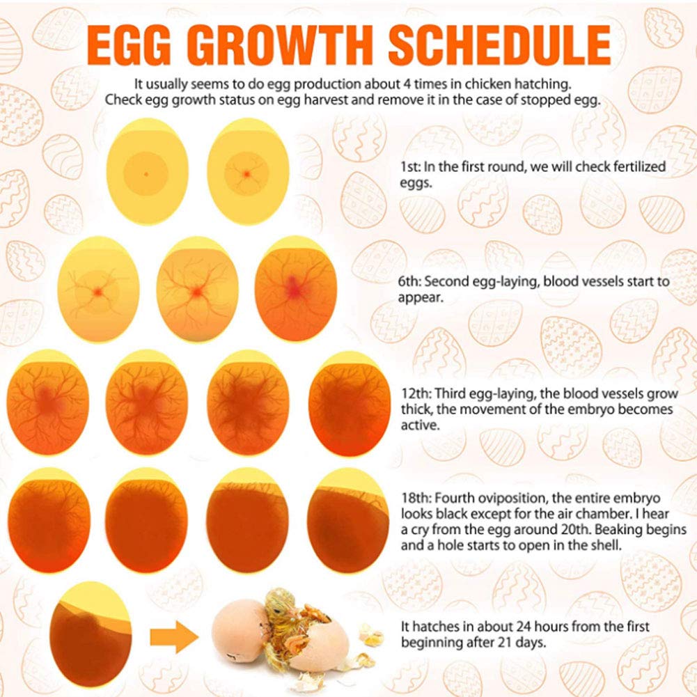 Egg Growth Chart