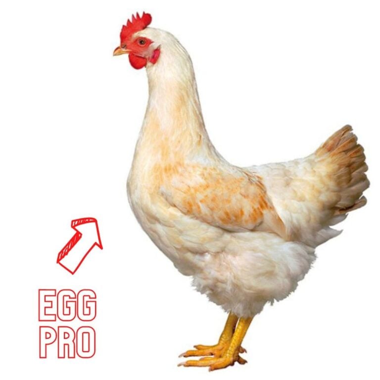 Amberlink Chickens – Top Cold Hardy Egg Laying Pro