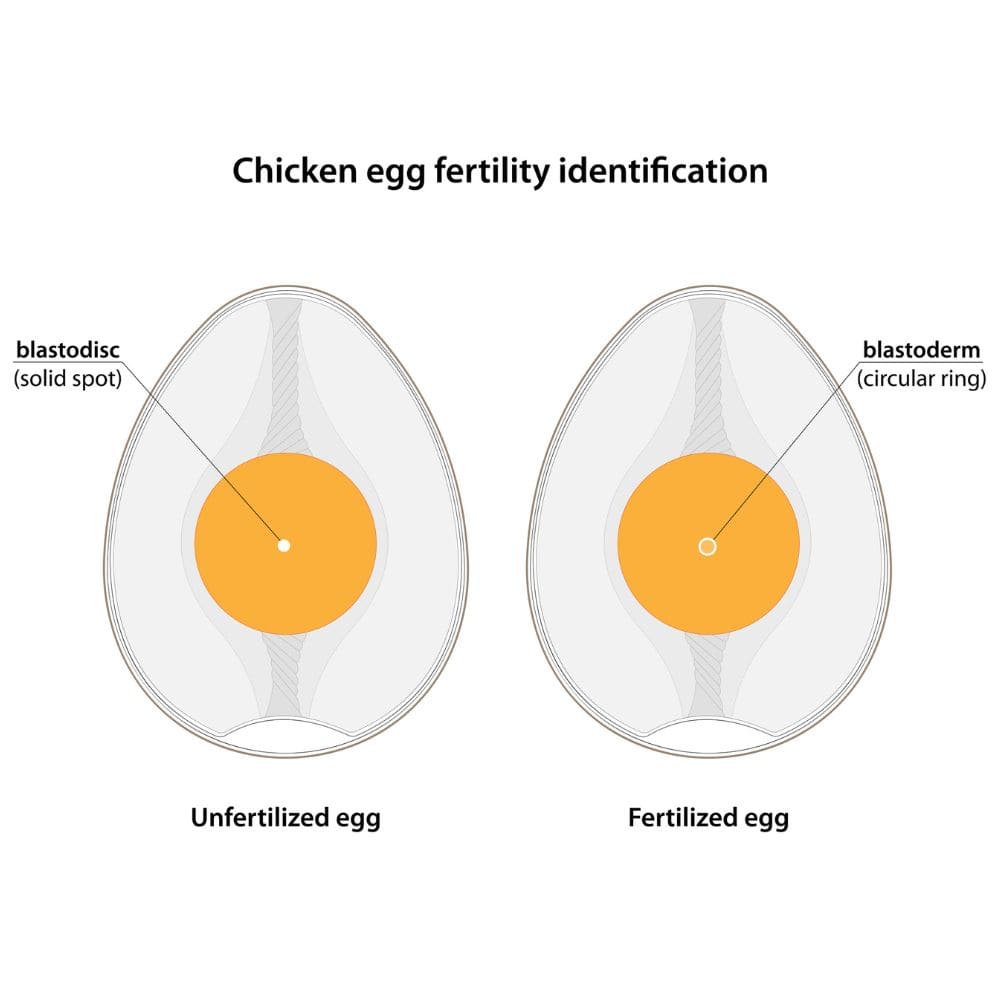 Diagram of an unfertilized chicken egg and a fertilized egg