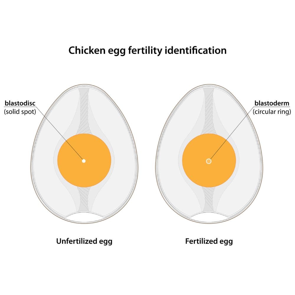 How to Tell if a Chicken Egg is Fertilized