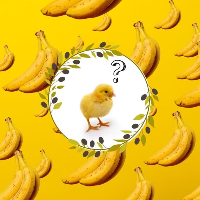 Can Baby Chicks Eat Bananas?