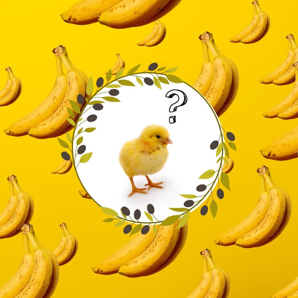 Can Baby Chicks Eat Bananas
