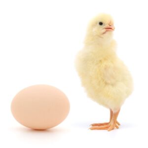 6 Ways To Sex Baby Chicks