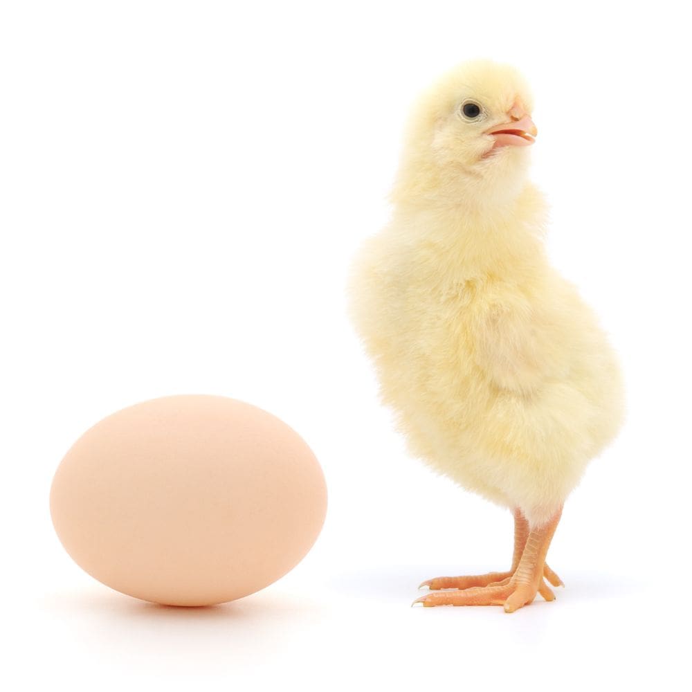 Chick standing next to an egg on all white background