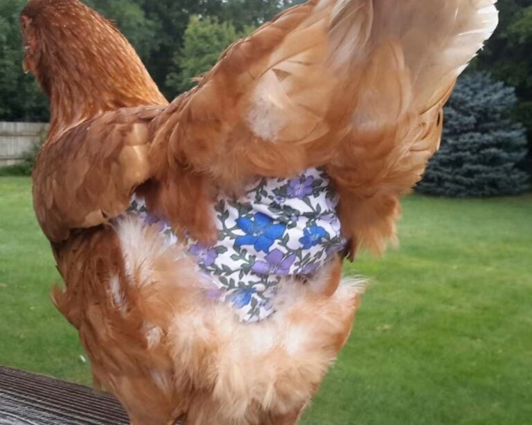 Chicken Diapers The Most Fantastic Chicken Lovers Gadget Pampered
