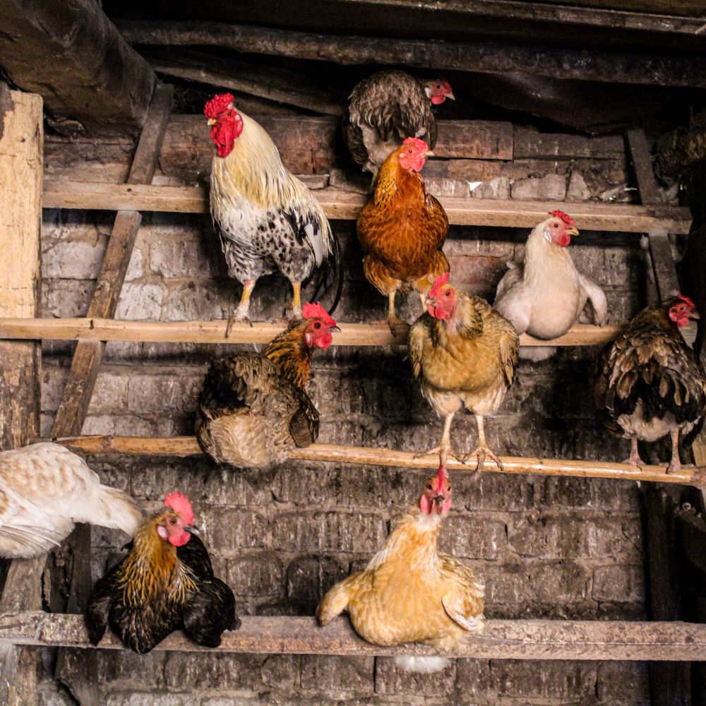 Chickens on roosting bars in a coop