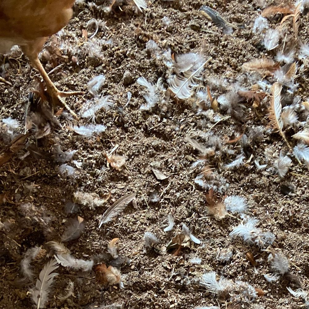 Chicken feathers all over coop floor