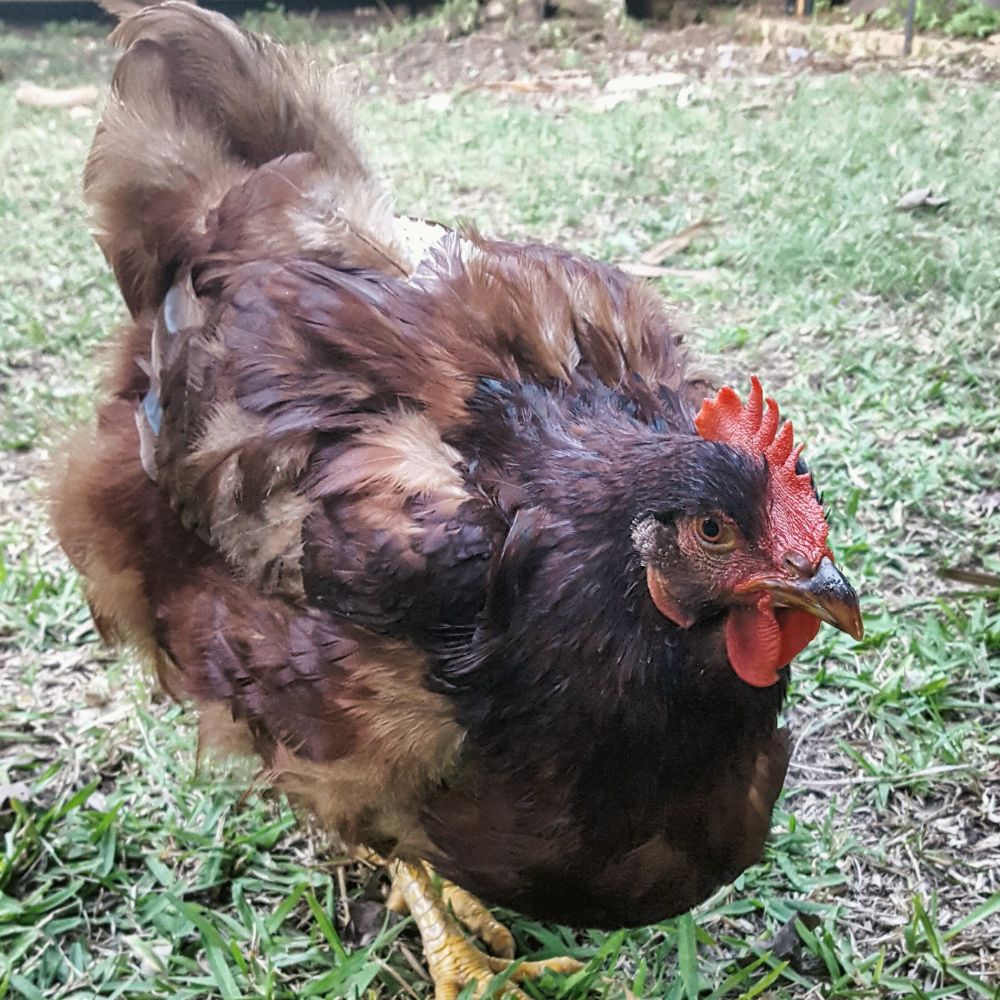 Chicken with loss of feathers