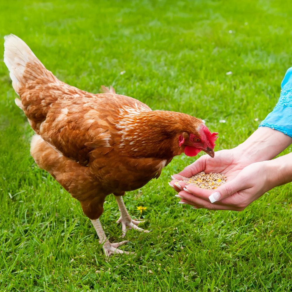 Chicken eating out of womans hands with green grass in background