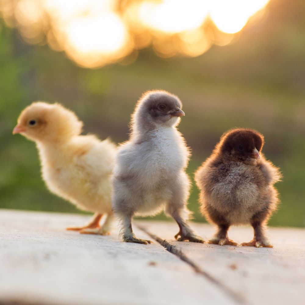 Three cute chicks of different colors with blurred background